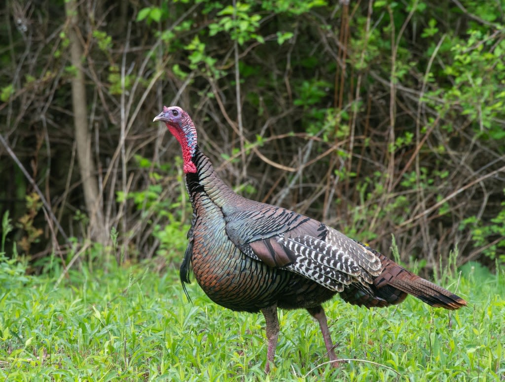 Nearly 13K wild turkeys checked during spring hunting season