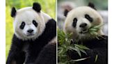 The Panda Party is back on as giant pandas will return to Washington’s National Zoo by year’s end