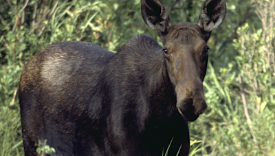 Fish and Game: Turkey hunter shoots moose in self-defense near Blackfoot