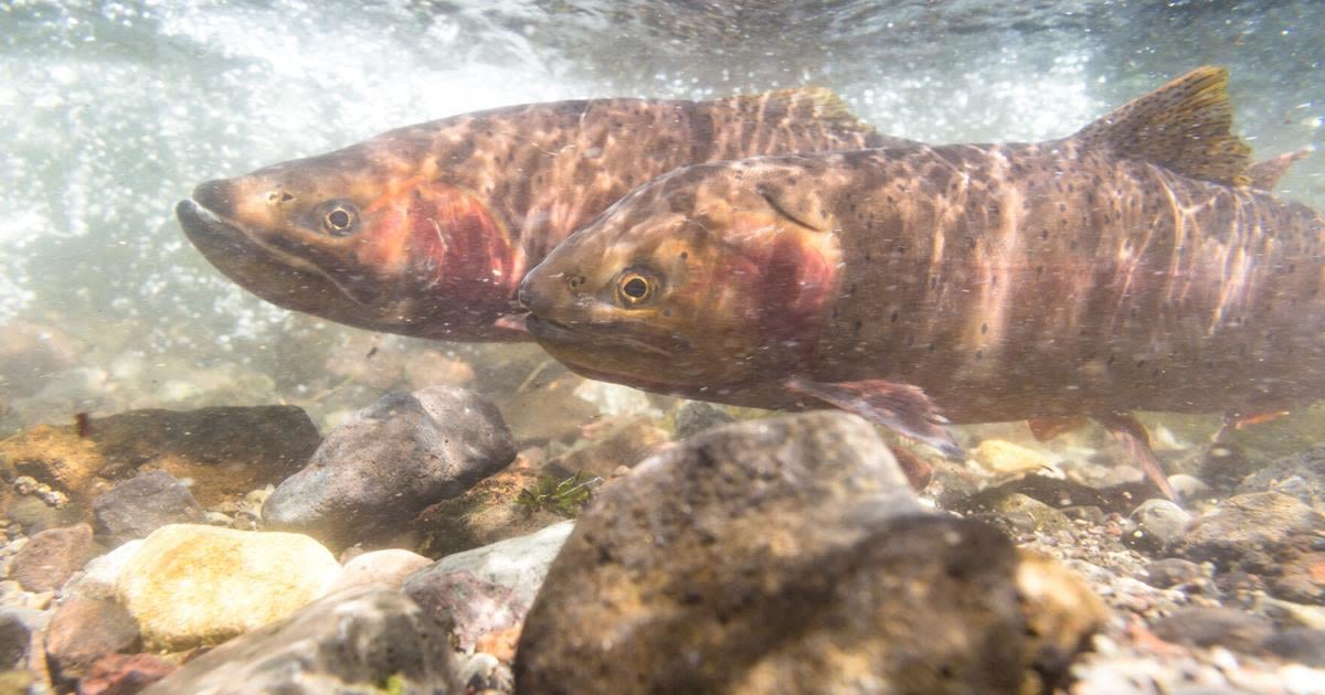 Yellowstone cutthroat trout conservation continues in Shields River watershed