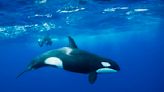 Killer Whales are teaching each other how to attack yachts and sink them! | FM 100 KTEX | Michael J.