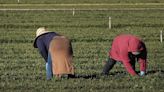 ¿Qué riesgos corren los trabajadores agrícolas indocumentados en Florida? Experto explica