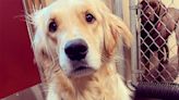 Birdie the Golden Retriever Gets So Excited for Daycare That She Pulls the Fire Alarm