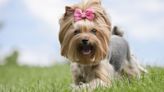 Ridiculously Cute Girl Dog Names for Every Kind of Pet Owner