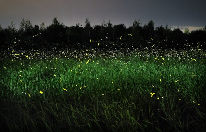 Biologists: To save fireflies, turn off backyard lights this summer
