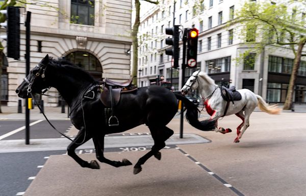 Blood-soaked Household Cavalry horses loose in central London injuring people and hitting cars