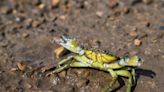 An army of green crabs are poised to invade Alaska