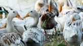 Sorge wächst in Asien: mehr Vogelgrippefälle bei Menschen