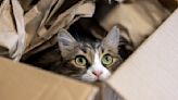 Family's Cat Accidentally Shipped to Amazon in 'Nightmare Come to Life'