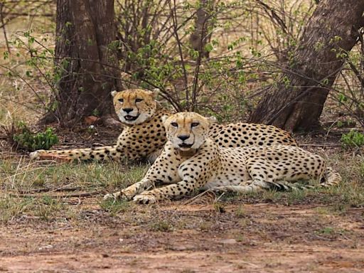 Why are Kuno's cheetah trackers on strike?