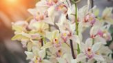28 Different Types of Gorgeous Orchids for Your Home or Garden