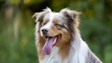 Genetic Testing Reveals Australian Shepherd is Intersex