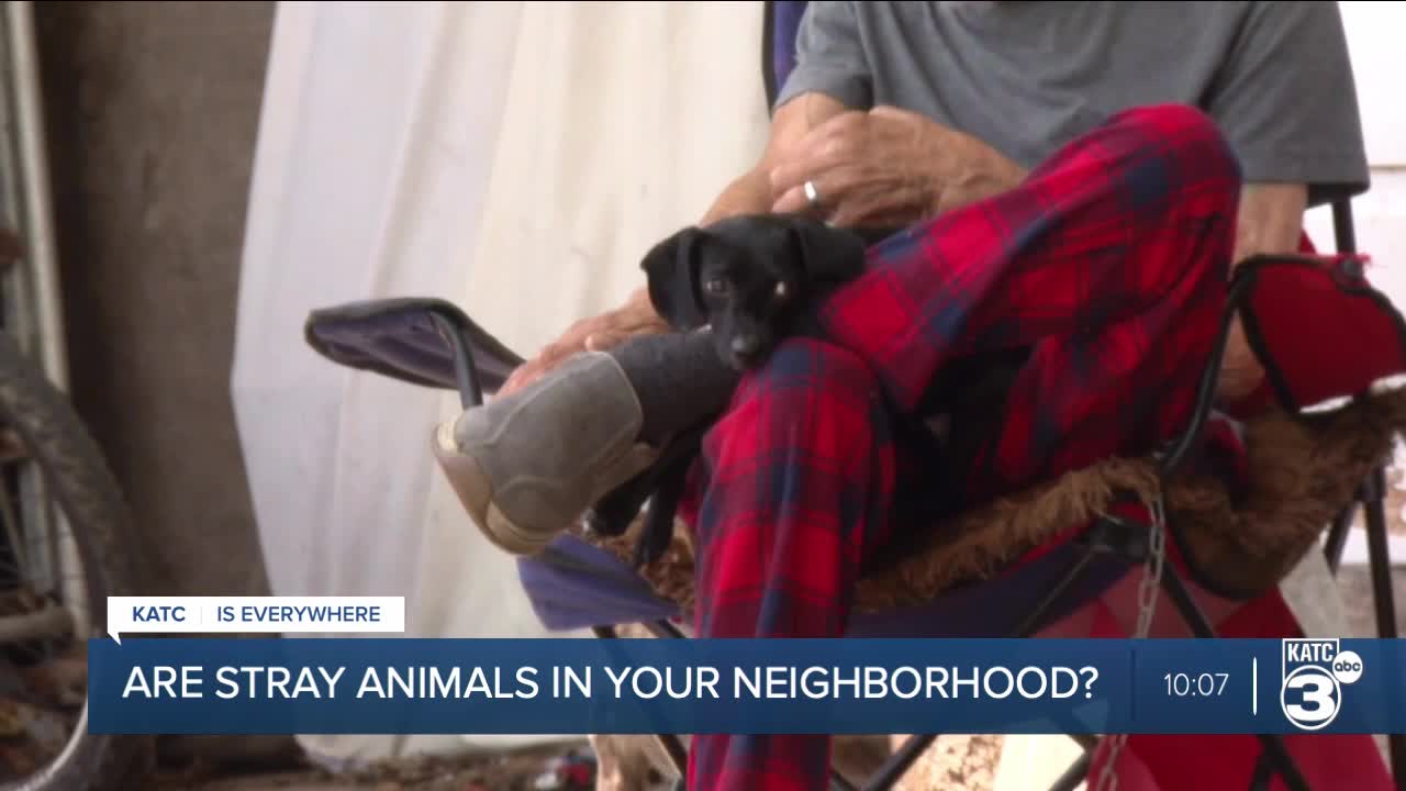 Residents across Jeff Davis Parish raise concerns about stray animals