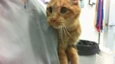 Animal Welfare Cat of the Week 4/18 - Paul Phoenix | 94 Rock | The Morning Show with Swami, Skyler and Mahoney