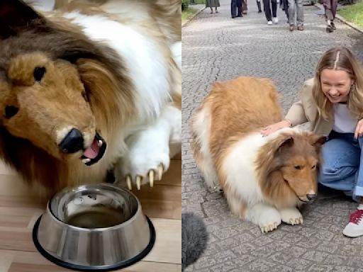 Japanese man who spent $16K to become a ‘dog’ now wants to transform into another animal