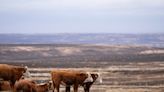 Organizers prep Texas A&M AgriLife Hemphill County Beef Conference amid wildfire, drought impact