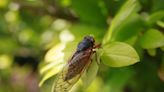 The 2024 Cicada Co-Emergence: What You Need to Know