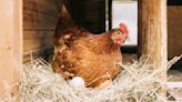 The Secret Side Of Chicken Farming, According To Poultry Insiders