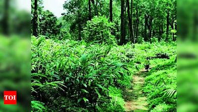 Kerala: Plantation corp surrenders 257 acres | Thiruvananthapuram News - Times of India