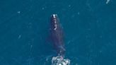 'Emergency effort.' $82 million dedicated to right whale conservation. Can it save them?