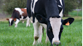 Animal Protein ETF May Mooove on Inflation