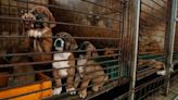 'Historic win for animals': South Korea bans sale and production of dog meat