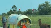 Could you pull a 1K pound wagon full of animals across SC? Meet Ezer Way, who lives a nomadic life
