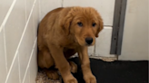 Tears as shelter puppy having "incredibly hard time" seen shaking in corner