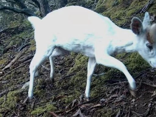 四川高山「雪白瑞獸」現蹤！東張西望全被拍 20秒珍貴片曝光