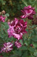 The Purple Tiger Rose - Minneopa Orchards