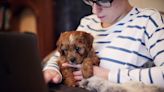 16 best dog breeds for remote workers