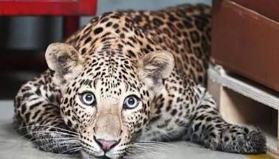 Leopard declared ‘man-eater’ in Udaipur after 8 people killed in 12 days