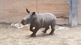 Rambunctious Baby Rhino Gets a Case of the Zoomies at the Toronto Zoo: He's a 'Tank Puppy'