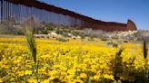 Botanists scouring U.S.-Mexico border to document forgotten ecosystem split by giant wall
