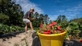 Strawberry picking season: Why some local Myrtle Beach area farmers are struggling this year