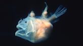 'Parasitic provider of sperm on-tap': Why the sex lives of deep sea creatures demand extreme solutions