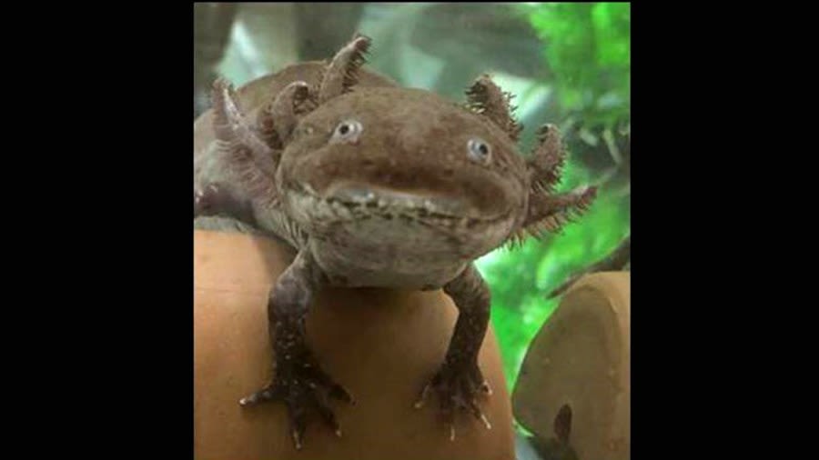 Rescued Axolotls find new home at San Francisco Zoo