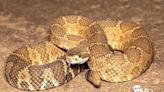 Rattlesnake 'loose in the community' reports Seabird Island band