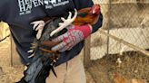 Dozens of roosters up for adoption after bust of cockfighting ring