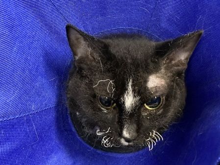 Injured cat found near Transcona explosion