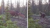 Watch: Grizzly Bear Chases Feral Horses Through Alberta Wilderness