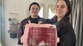 Montreal rabbit rescue group saves abandoned bunnies from streets