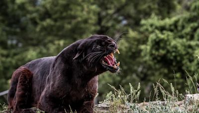 Big cats could be prowling wilds of Worcestershire say experts