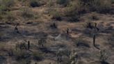 Brush fire contained, evacuations lifted in Apache Junction