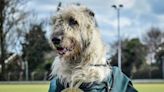 Ireland's favourite soldier, Irish Wolfhound Brian Boru X, has passed away