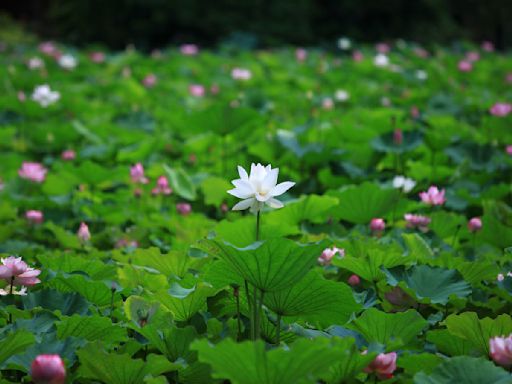 【賞花之旅】新海人工濕地首波荷花綻放，最佳賞荷時間推薦！