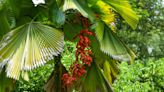 How to Care for Licuala Grandis (Ruffled Fan Palm) Like a Pro