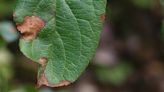 Alternaria leaf spot spreading like wildfire in apple orchards in Himachal Pradesh