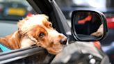 Florida Bill Could Prohibit Dogs From Sticking Heads Out Car Windows