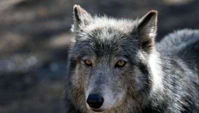 Here’s where Colorado’s wolves — and at least one new pup — traveled in June